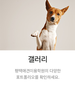 갤러리